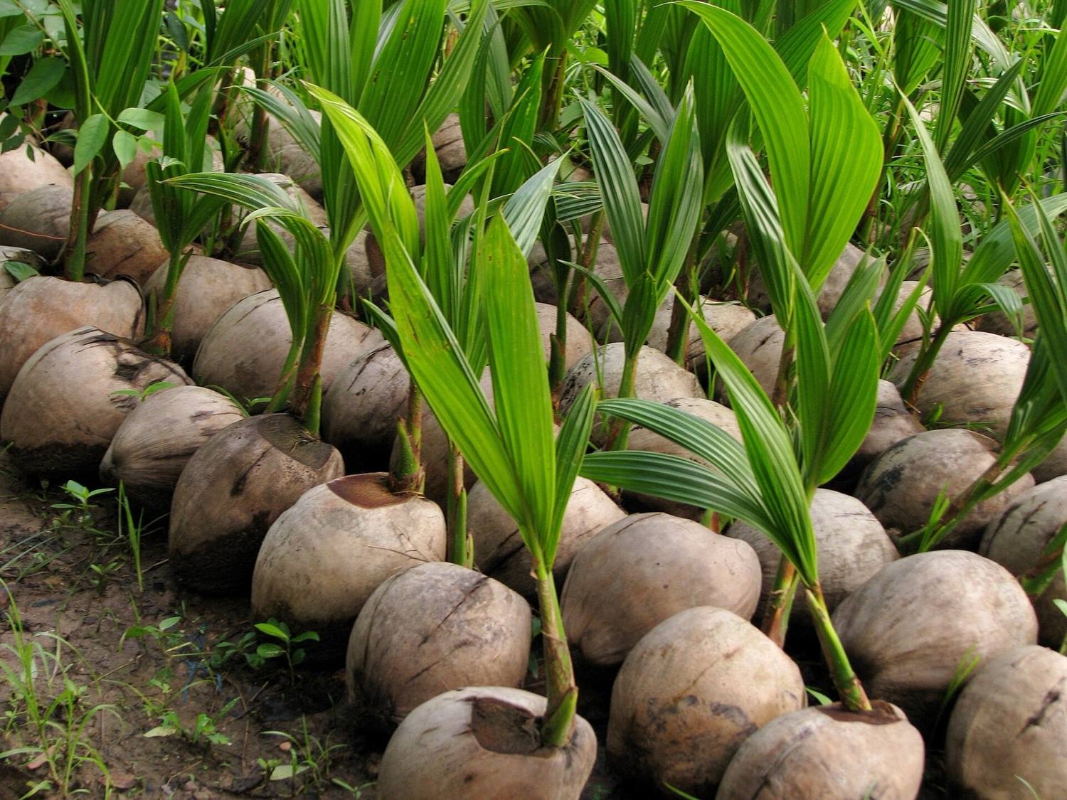 Young coconut palms in Ben Tre province