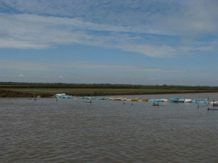 Rice fields in the Mekong Delta under a wet-season sky